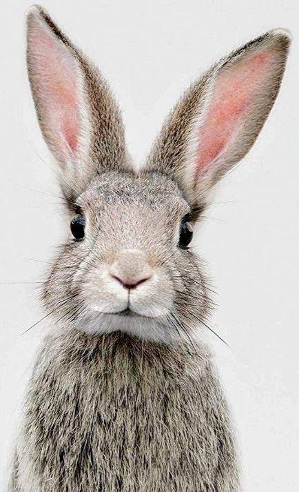 rabbit graphic tshirt closeup