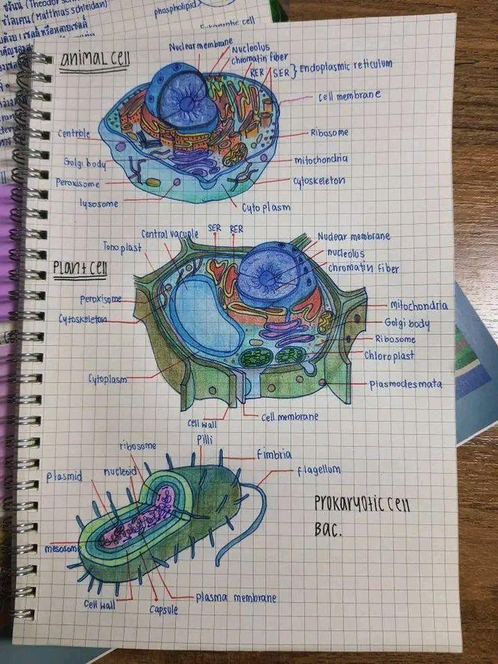 biology teacher shirt cell structure