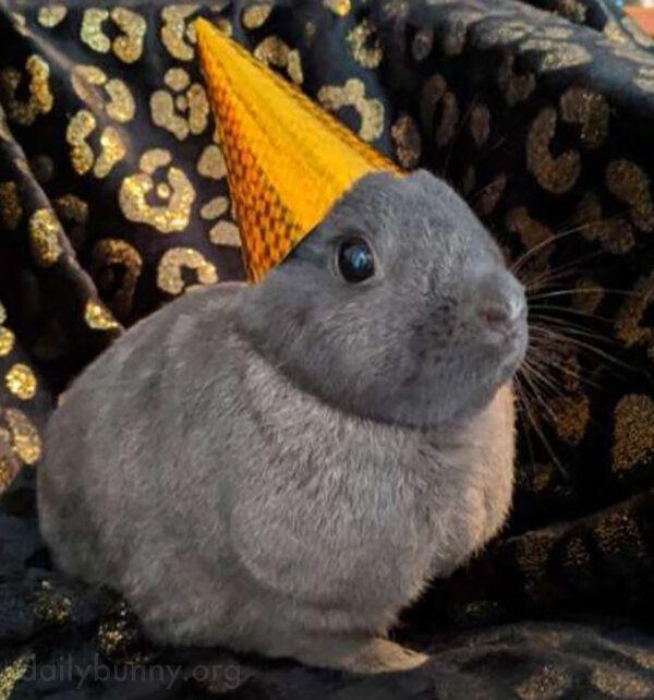 Year of Rabbit Celebration